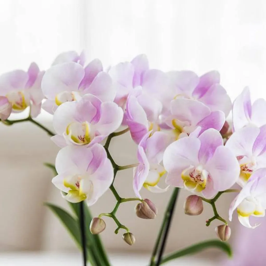 Composition de Plantes Intérieur Candy Pink Orchidée et Succulente - 2
