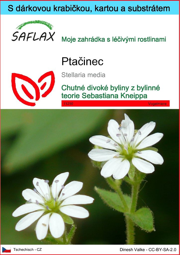 SAFLAX Dárková sada - Ptačinec - Stellaria media - 1000 Obrázek produktu 