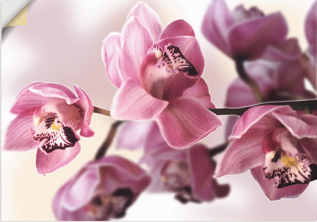 ARTland Wandbild, selbstklebend Rosa Orchidee Größe: 70x50 cm