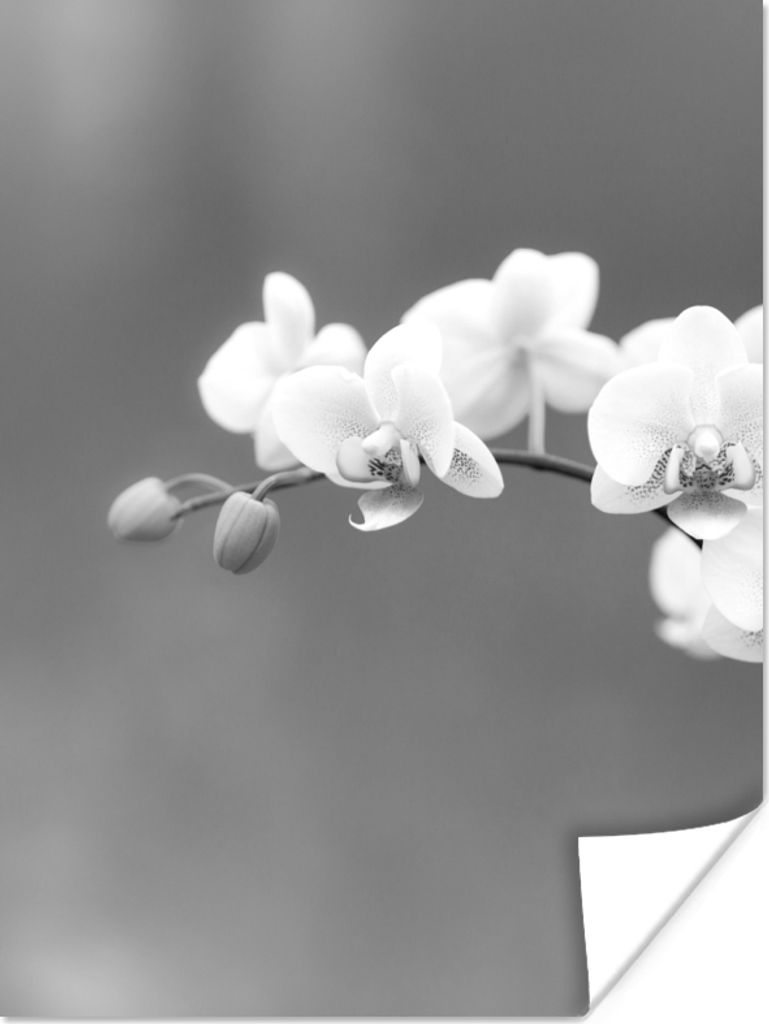 MuchoWow Poster Orchidee - Blumen - Pflanze - Weiß - Lila 60x80 cm - Schlafzimmer Dekoration