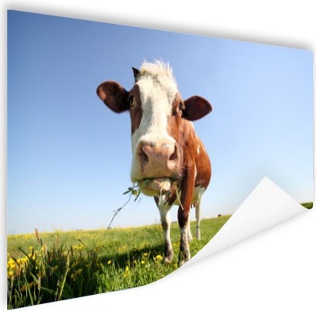 MuchoWow Poster Kuh - Tiere - Blumen - Gras 120x80 cm - Bilder