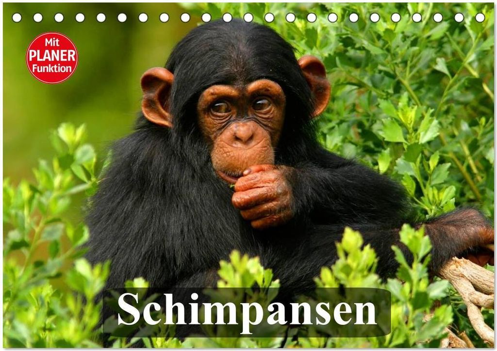 Schimpansen (Tischkalender 2026 DIN A5 quer), CALVENDO Monatskalender