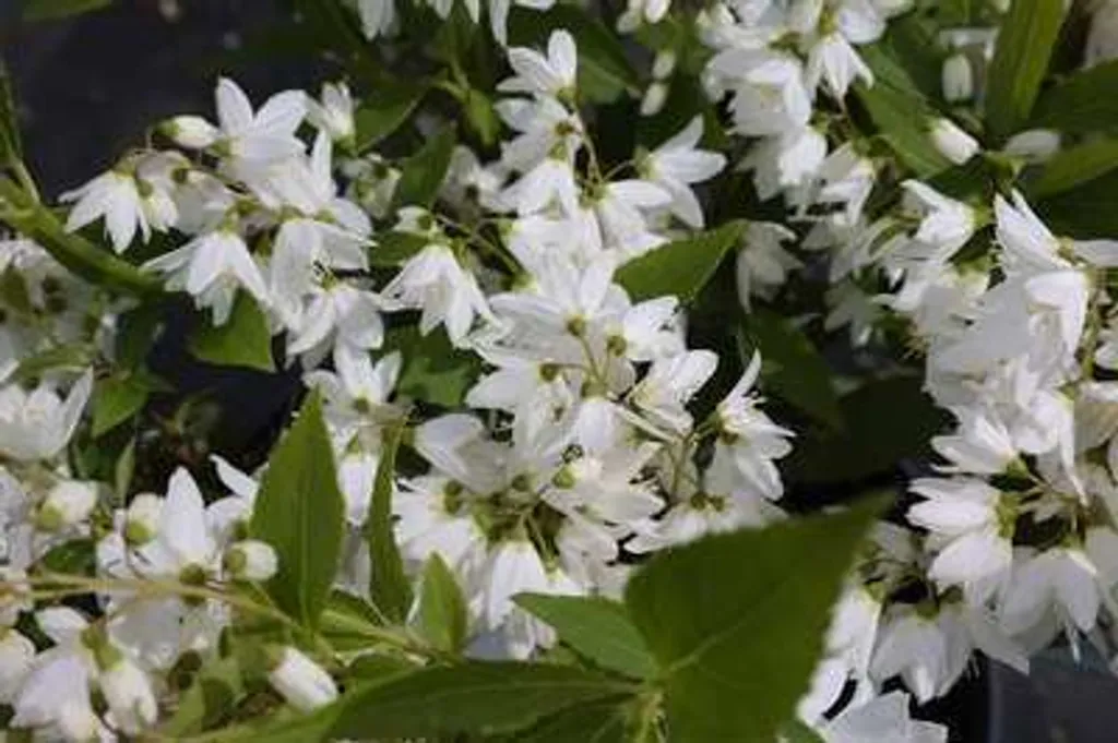 Deutzia gracilis Arbuste à Floraison Blanche Massive en Mai 30-40cm