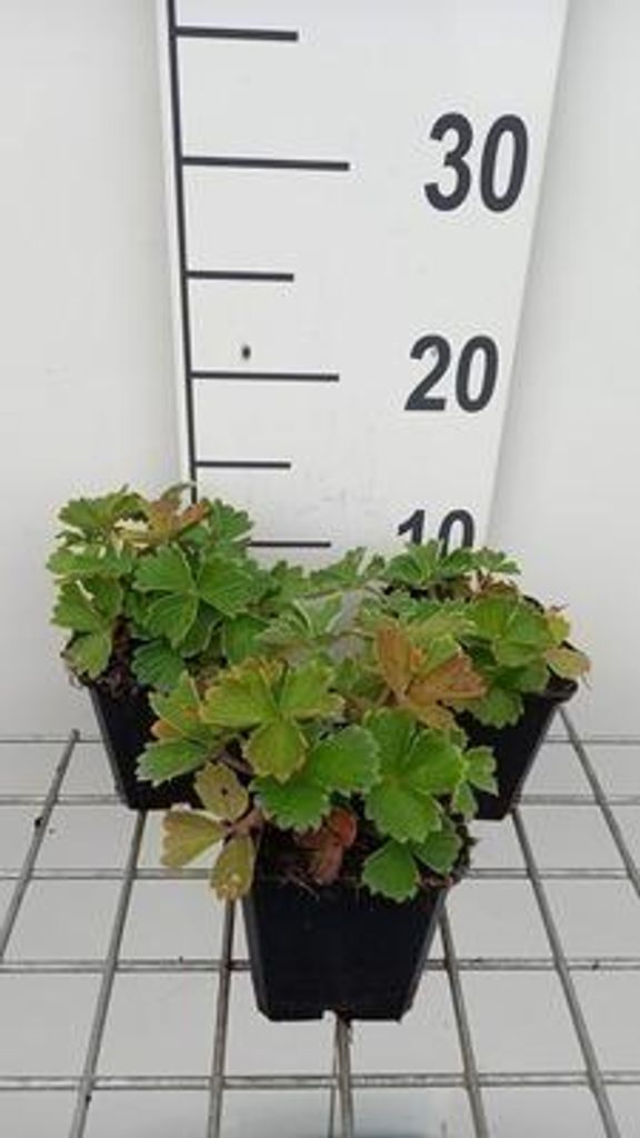 6 x Potentilla megalantha ( fragiformis) - Fingerstrauch - Topf 9 x 9 cm