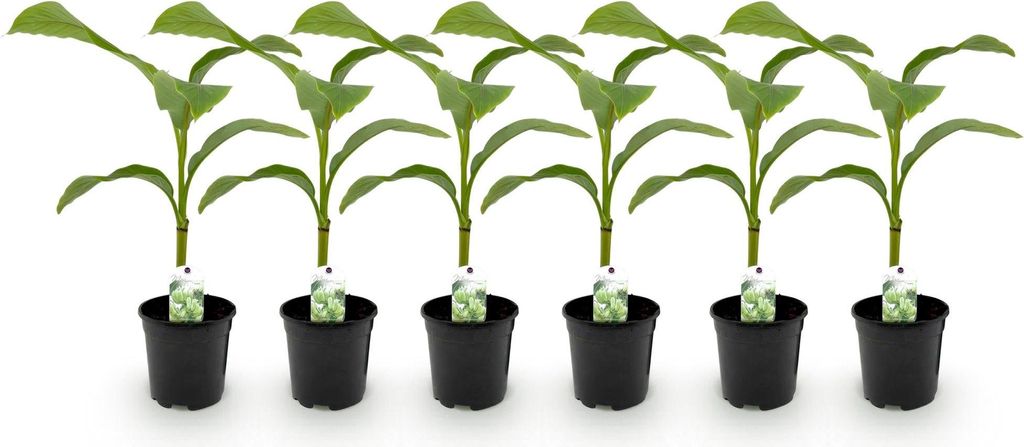 GreenboutiQ - Obstpflanze - Bananenpflanze - Musa Basjoo - Winterhart - 6 Pflanzen - Topf 17cm Höhe 40cm