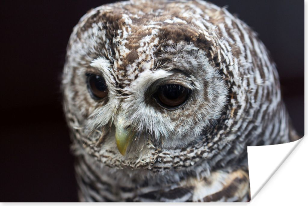 MuchoWow Poster Waldkauz auf schwarzem Hintergrund 180x120 cm - Fotoplakat