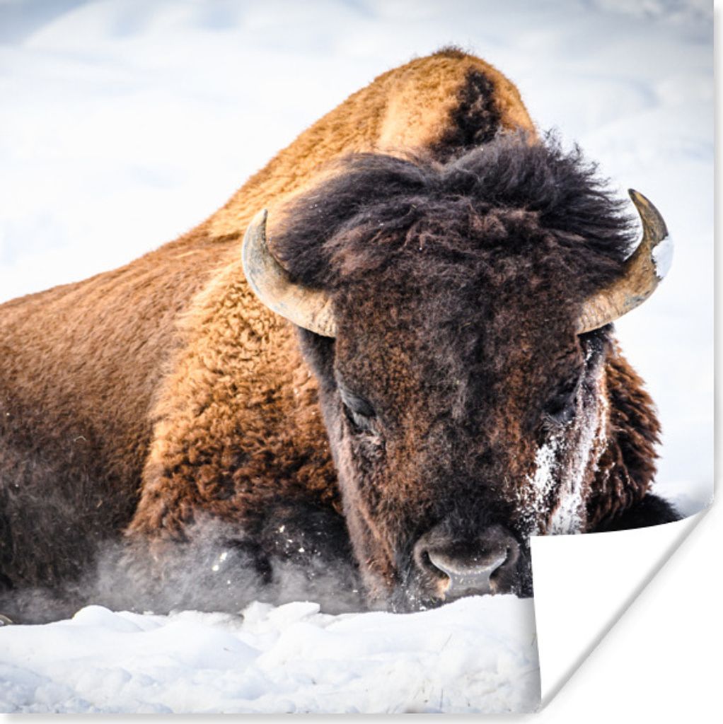 MuchoWow Poster Amerikanische Bisons im Winter 50x50 cm - Wohnzimmerdekoration