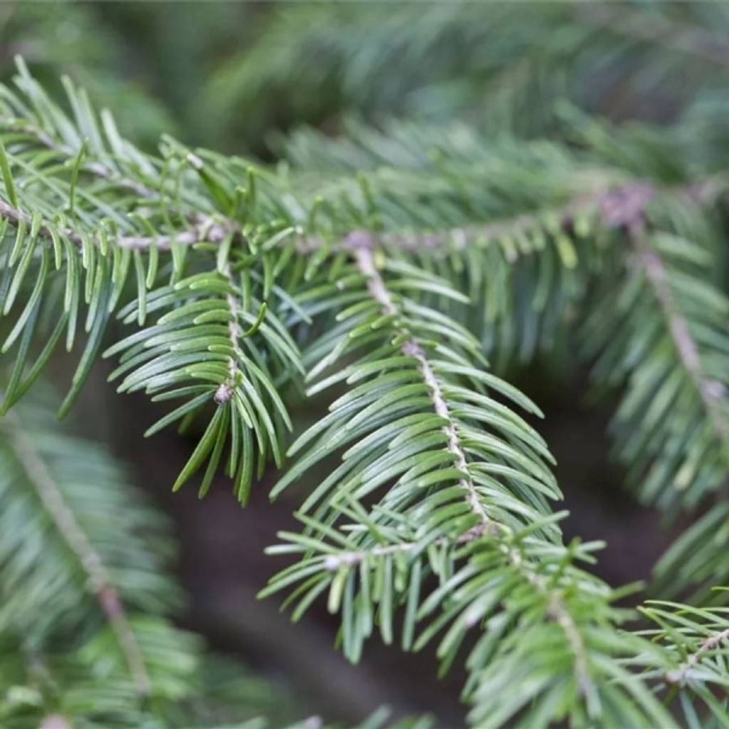 Abies sachalinensis - Sachalin Tanne