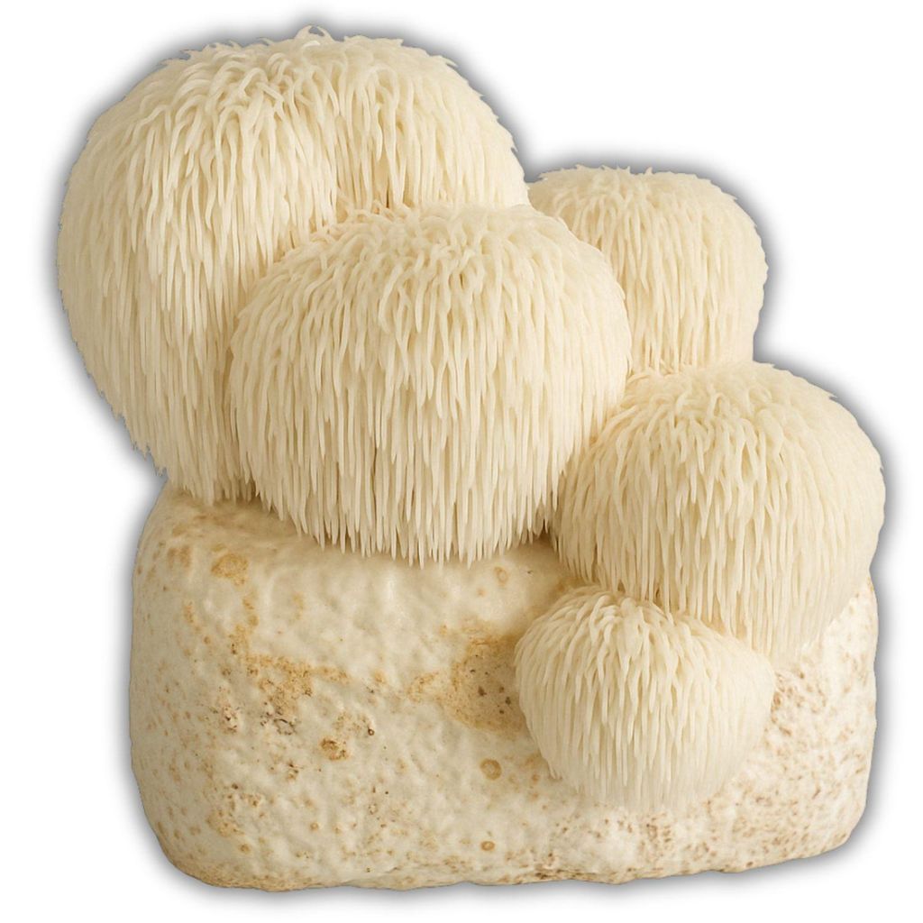 Hawlik Pilzbrut  Hericium-Kultur – Pilz des Jahres 2026, Produktbild 