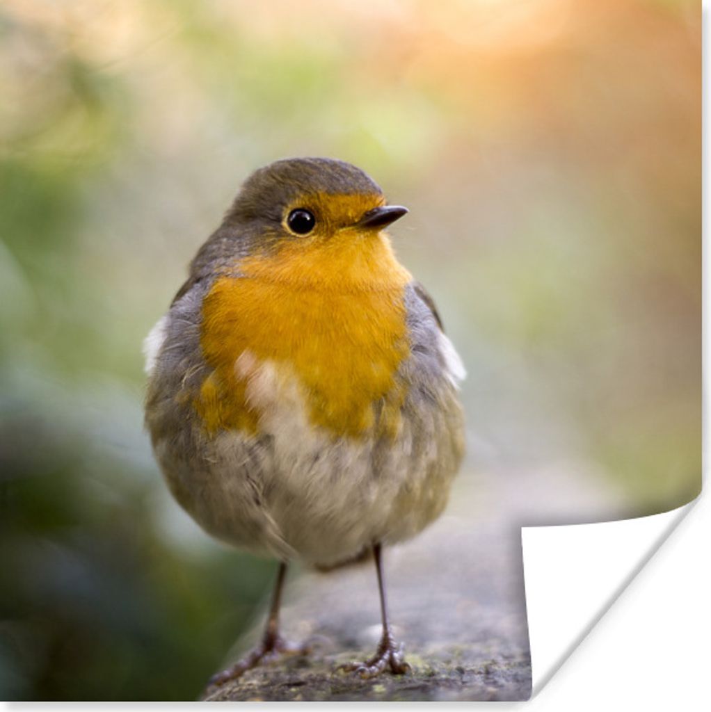 MuchoWow Poster Vögel - Rotkehlchen - Baum 30x30 cm - Wandposter - Printing