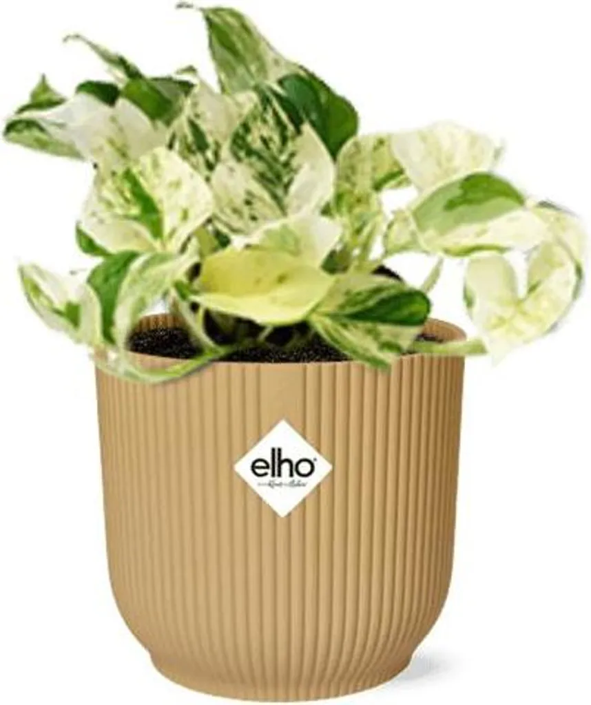 Plante purificatrice Epipremnum Happy Leaf pot Vibes Fold jaune 14cm