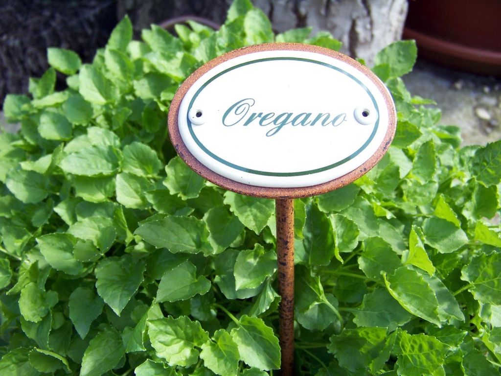 Kräuternamenschild Oregano