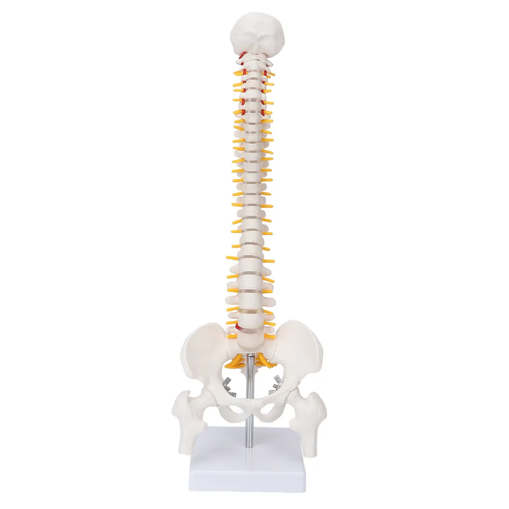 Modèle de colonne vertébrale flexible avec vertèbres et nerfs spinaux