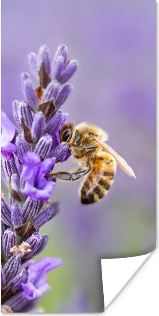 MuchoWow Poster Biene auf Lavendel 60x120 cm - Wandschmuck