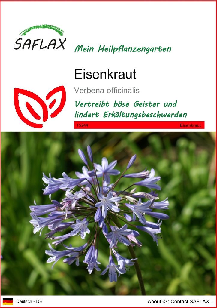 SAFLAX - Eisenkraut - Verbena officinalis - 250 Samen Produktbild 