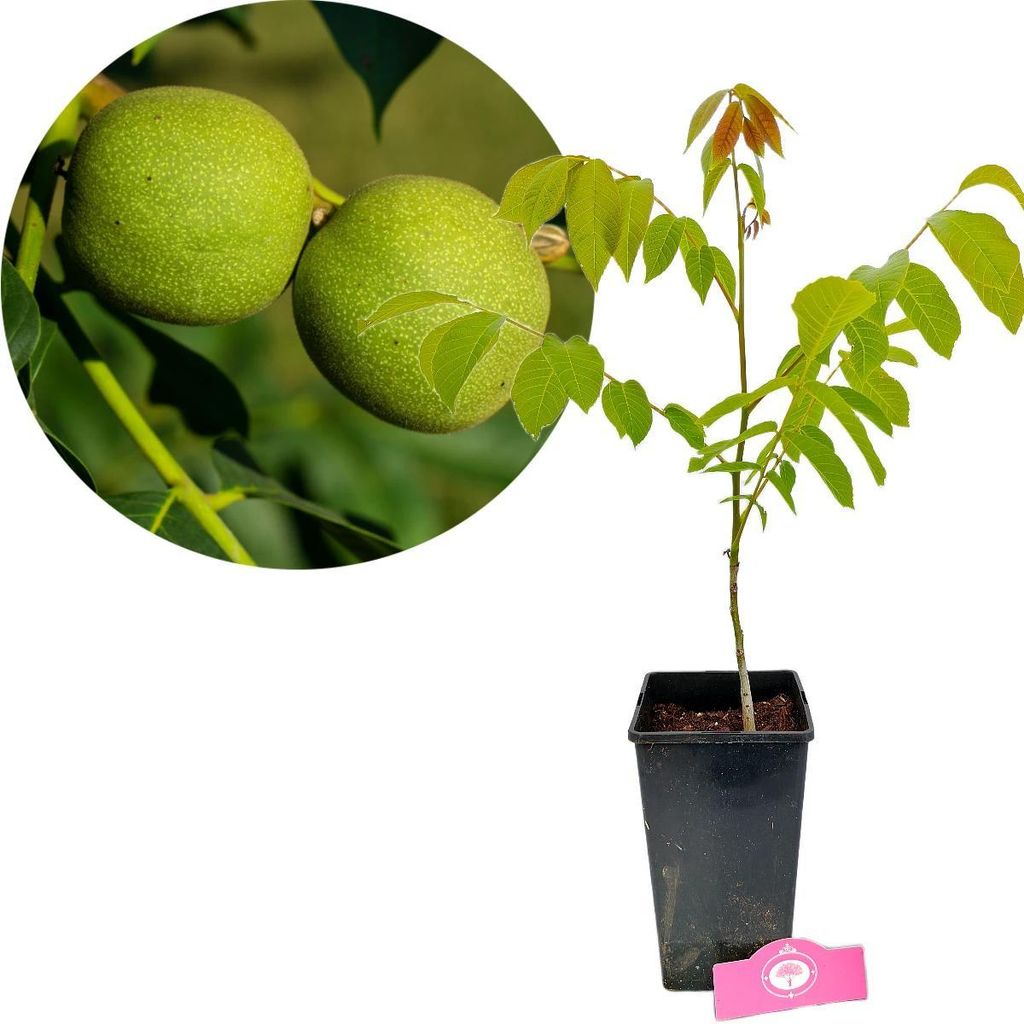 Noyer (Juglans regia), hauteur 40 cm, pot de 3 litres Image du produit 
