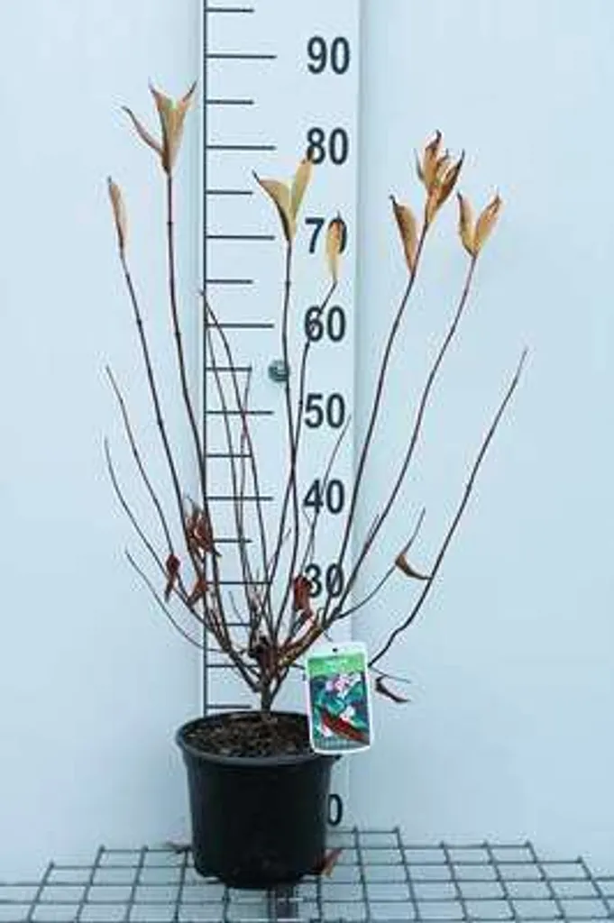 Arbuste à fleurs Weigelia Rumba 40-60 cm - Idéal pour Haie Fleurie