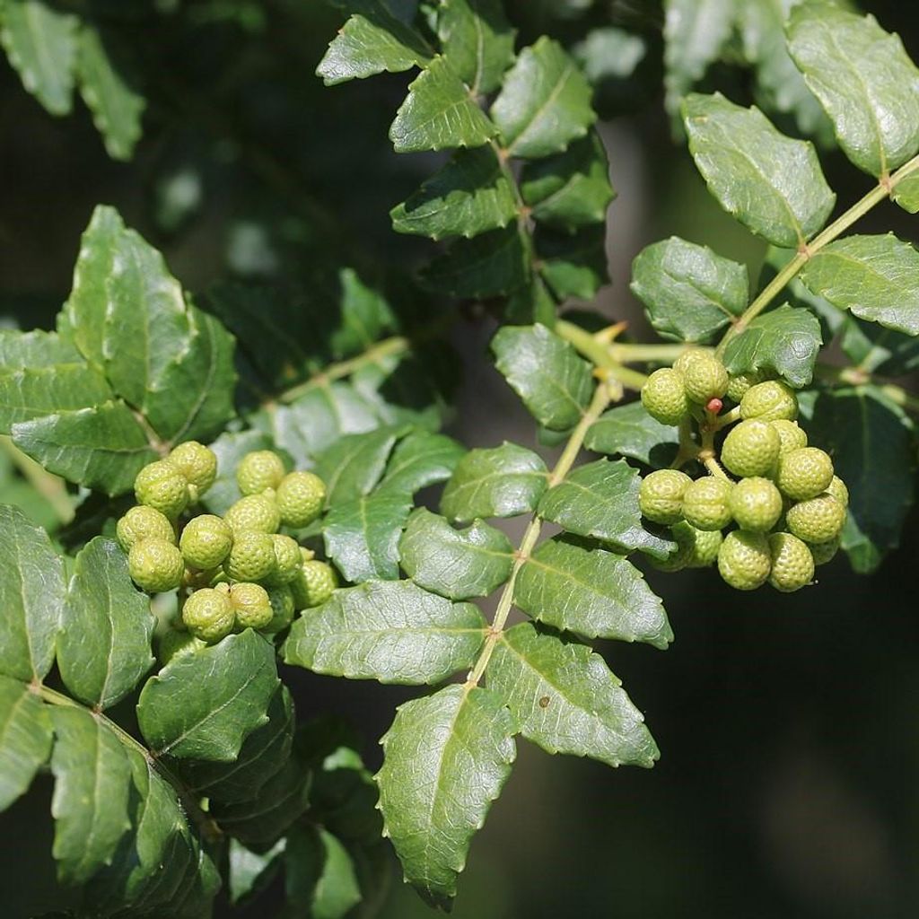 Albero del pepe giapponese (Zanthoxylum piperitum)  - 10 Immagine del prodotto 