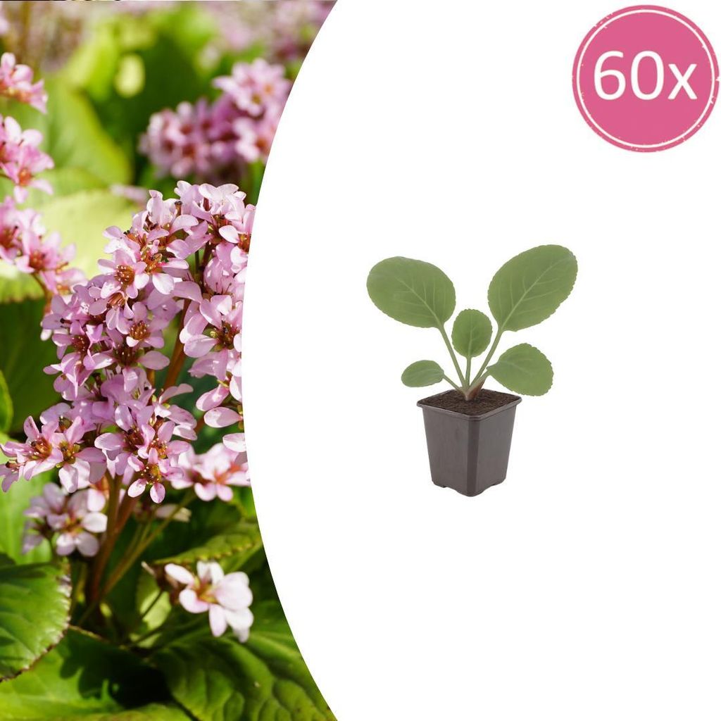 Bergenia cordifolia | 60 Stück - 10-25cm - Ø9cm - Gartenpflanze