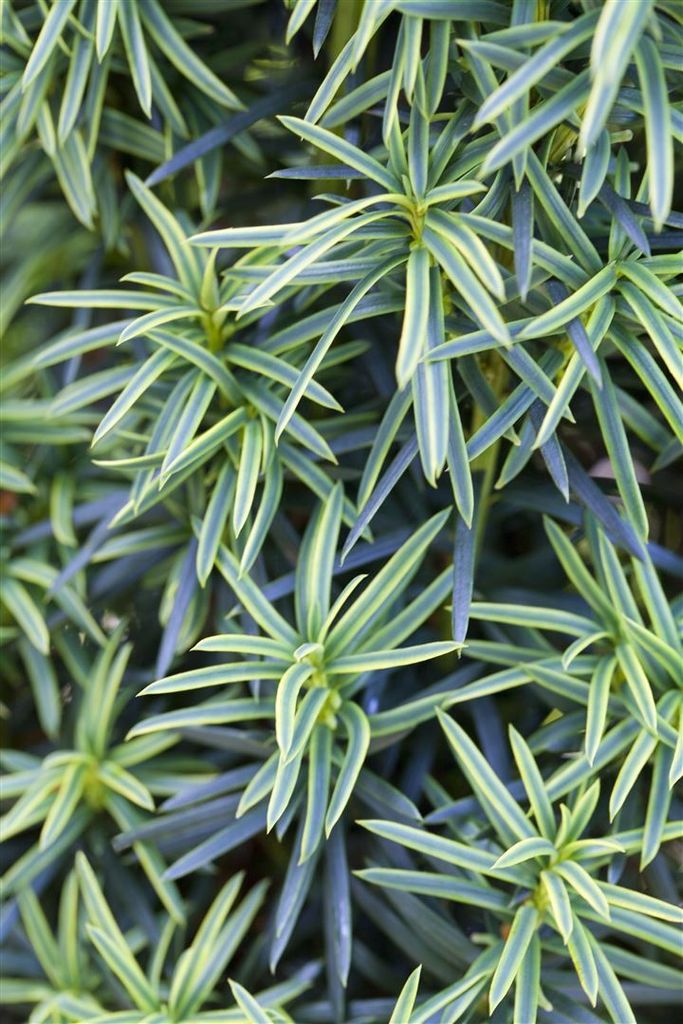 Taxus baccata 'Fastigiata Aureomarginata', Gelbe Eibe, 40–50 cm
