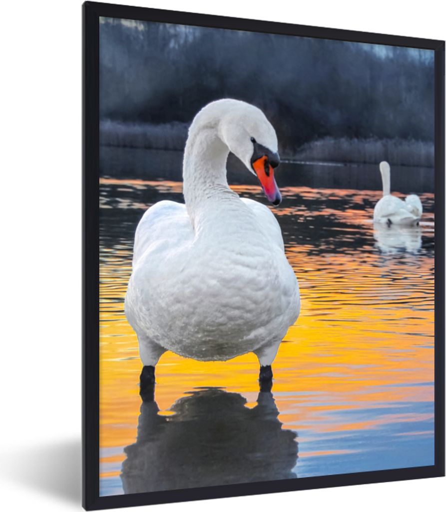 MuchoWow Gerahmtes Poster Schwan - Vogel - Sonnenuntergang - Wasser 30x40 cm - Poster mit Schwarzem Bilderrahmen Wandposter Rahmen Foto Bilder - ...