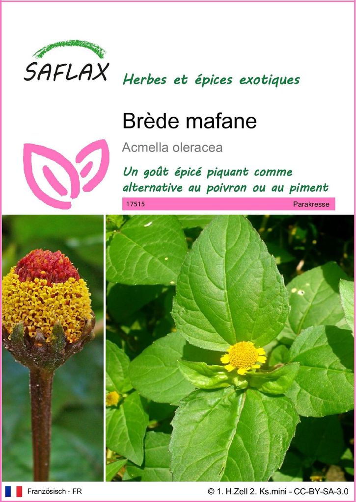 SAFLAX  - Brède mafane - 500 graines - Acmella Image du produit 