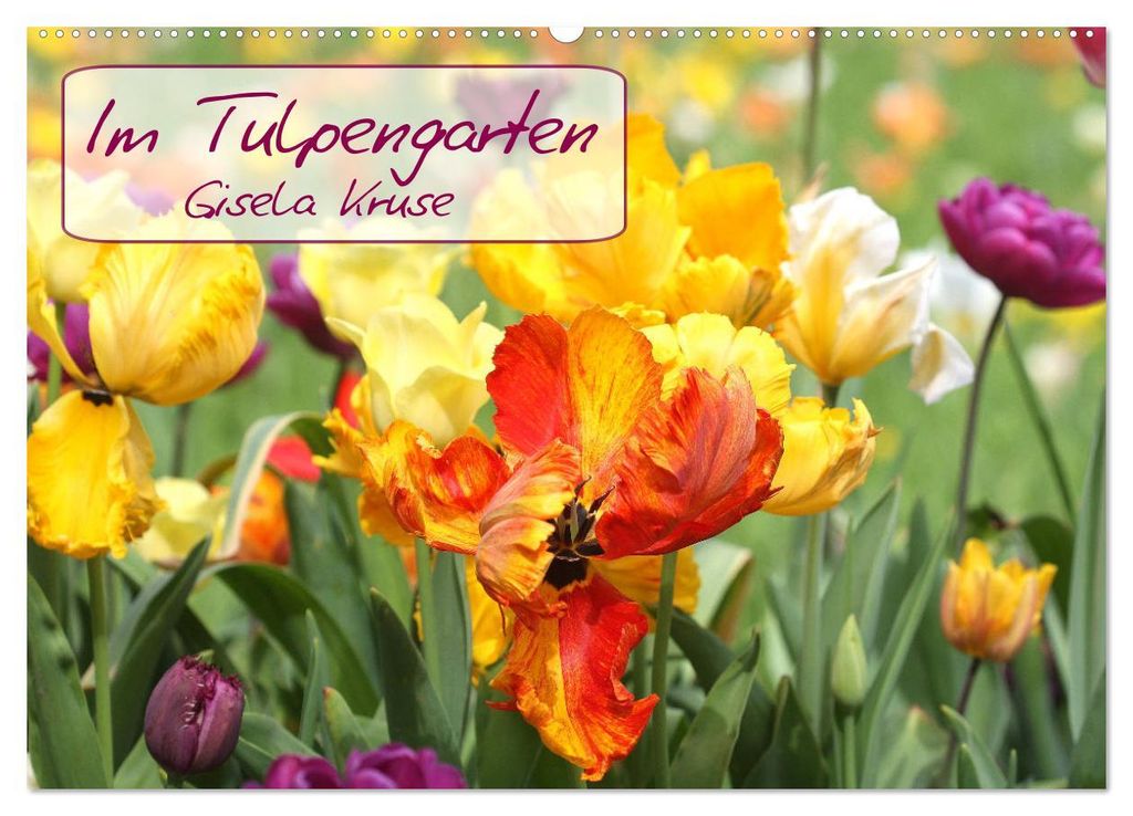 Im Tulpengarten (Wandkalender 2027 DIN A2 quer), CALVENDO Monatskalender