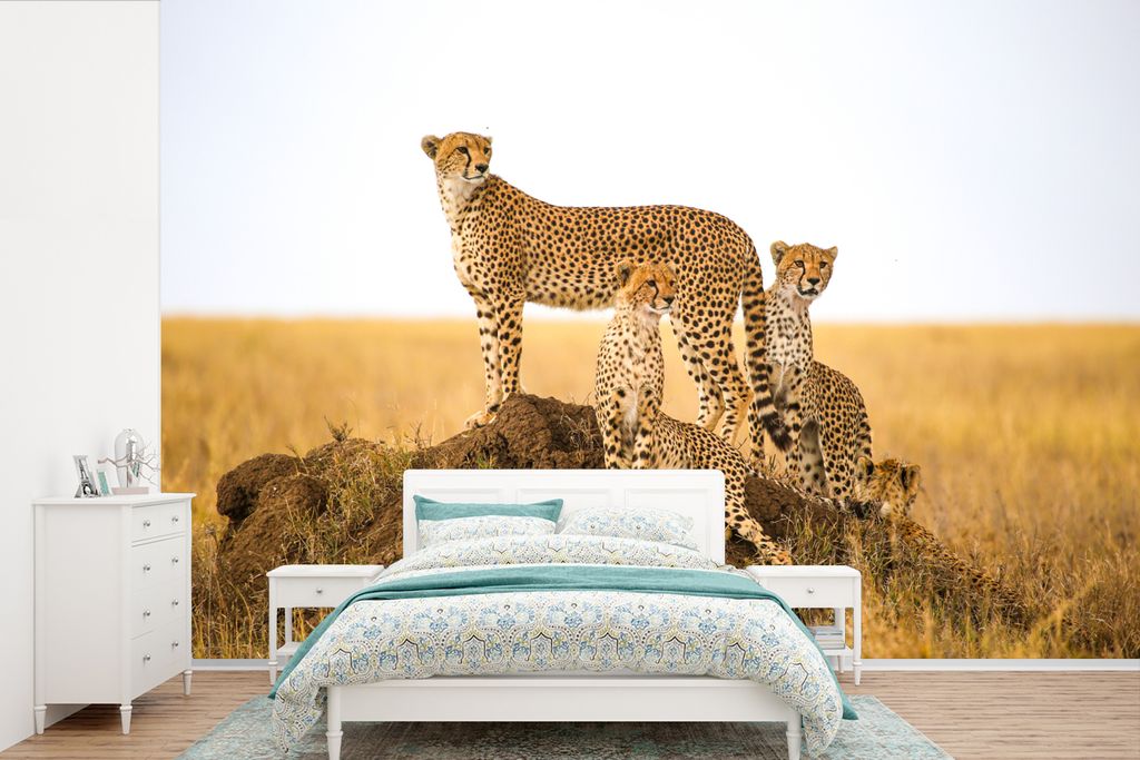 MuchoWow Fototapete für Wohnzimmer oder Schlafzimmer Wandtapete Vinyl Motivtapete Gepard - Gras - Natur - Savanne - 330x220 cm - Fototapeten