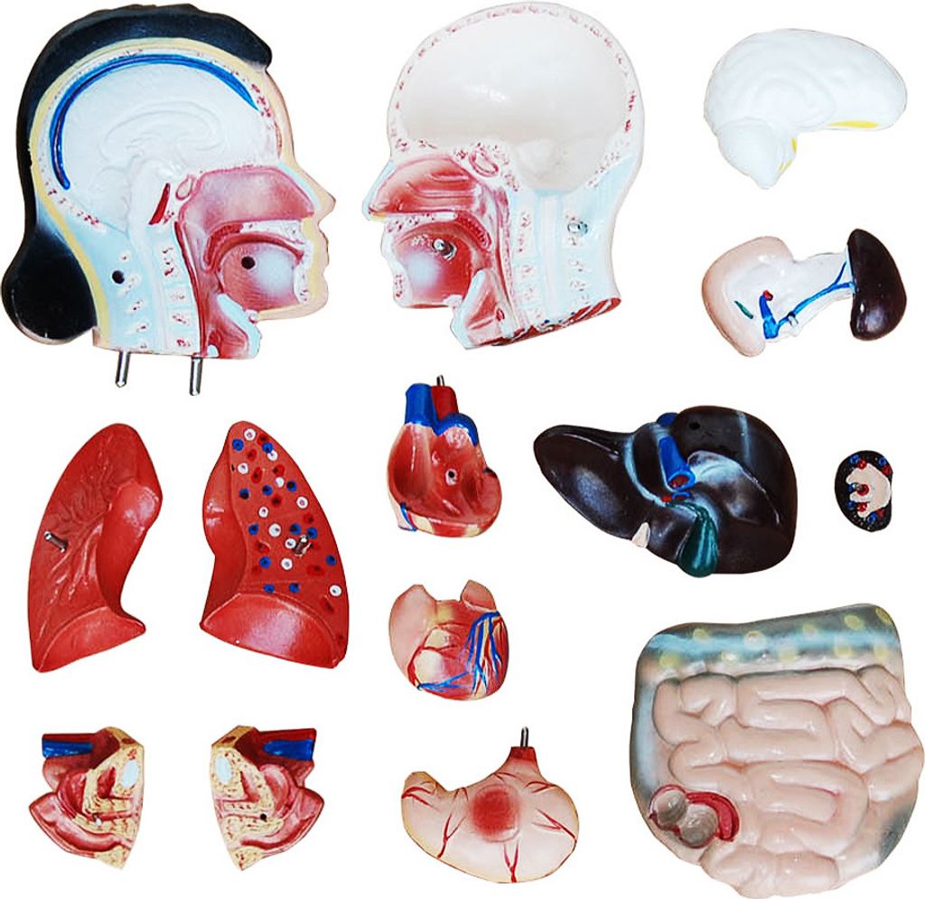 Anatomie Körper Anatomisches Modell Körpermodell Puppe Produktbild 5
