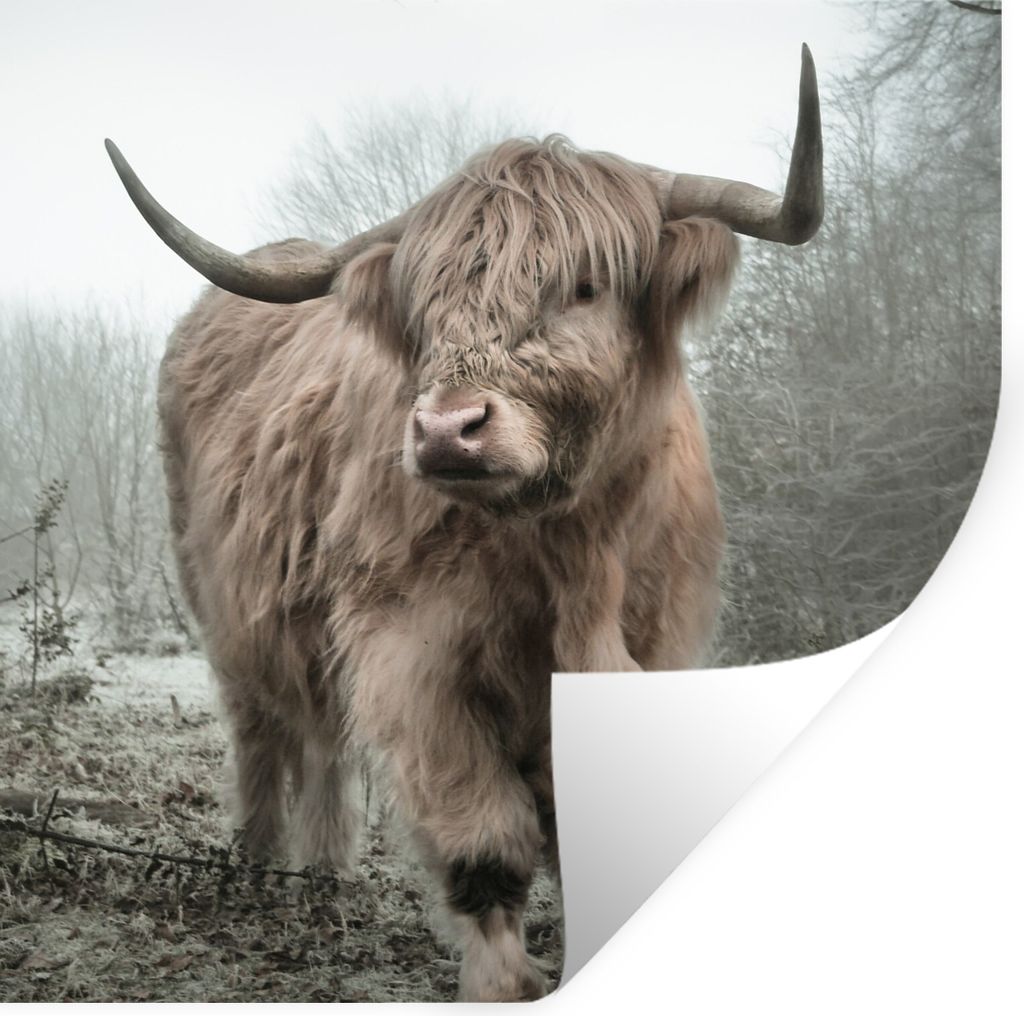 MuchoWow Wandtattoo Wandsticker Wandaufkleber Schottische Highlander - Natur - Herbst - Tiere - Wildtiere - Wald 80x80 cm Selbstklebend und Repos...