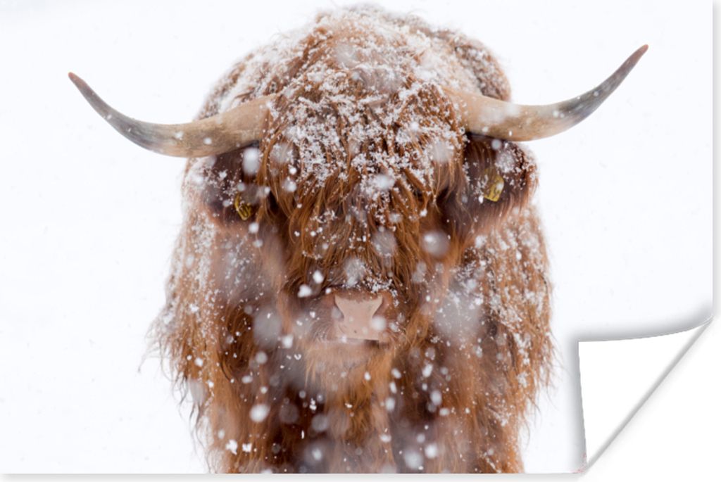 MuchoWow Poster Schottischer Highlander - Hörner - Schnee 120x80 cm - Bilder