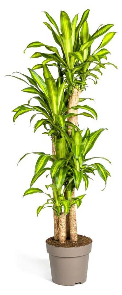 Dracaena Fragrans Massangeana - 170-190cm - Ø30cm - Produktbild 