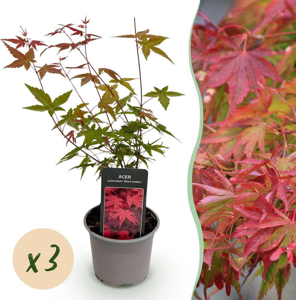 GreenboutiQ - Gartenpflanze - Acer palmatum Beni-maiko - Rot - 3 Pflanzen - Laubabwerfend - Wenig Pflege - Topf 12cm Höhe 35cm