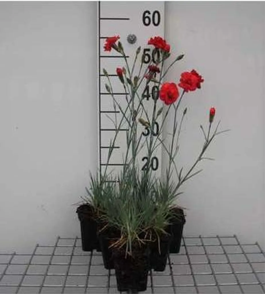 Œillet Dianthus David fleurs rouges parfumées - Lot de 6 pots de 9cm