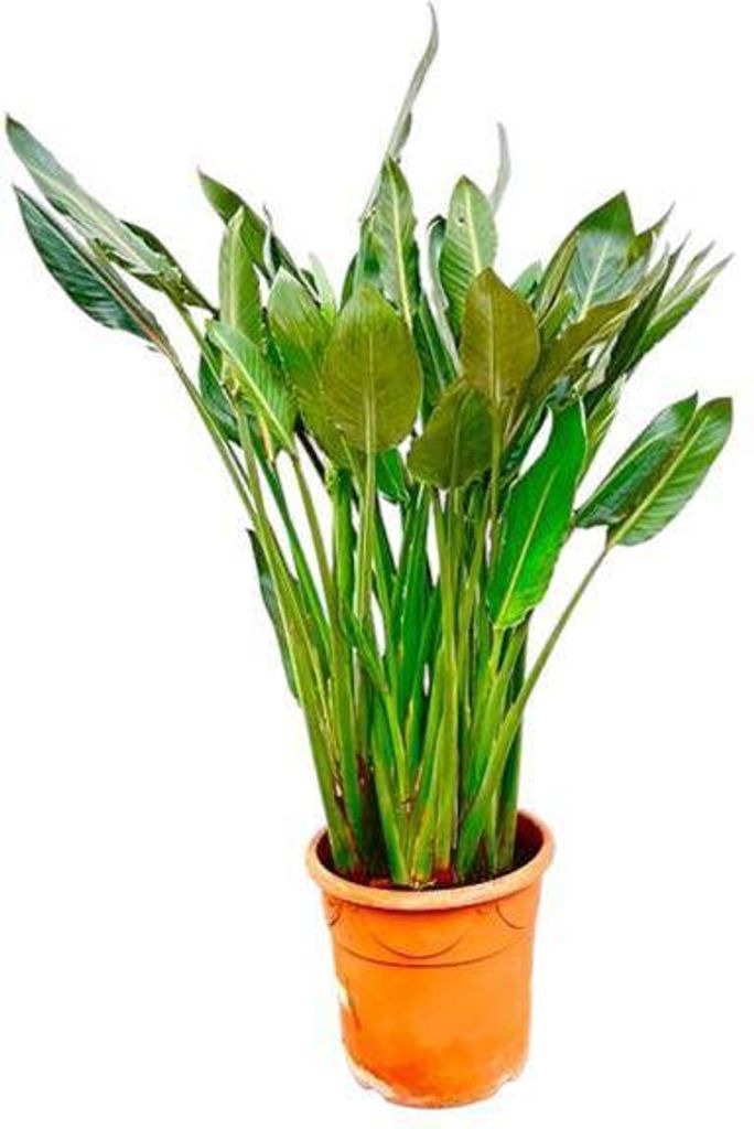 Strelitzia Reginae Paradiesvogelblume Zimmerpflanze 160cm Ø30cm Pflegeleicht