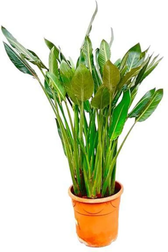 Oiseau de Paradis Plante d'intérieur Facile d'entretien Hauteur 160cm