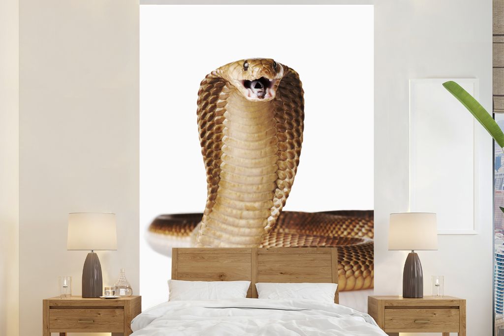MuchoWow Fototapete für Wohnzimmer oder Schlafzimmer Wandtapete Vinyl Motivtapete Kobra Schlange posiert auf einem weißen Hintergrund - 170x260...