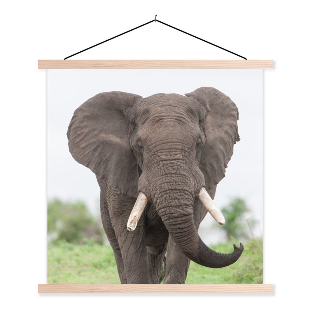 MuchoWow Textilposter Elefant - Tiere - Gras - Natur 40x40 cm mit holzfarbenen Rahmen - Posterleiste