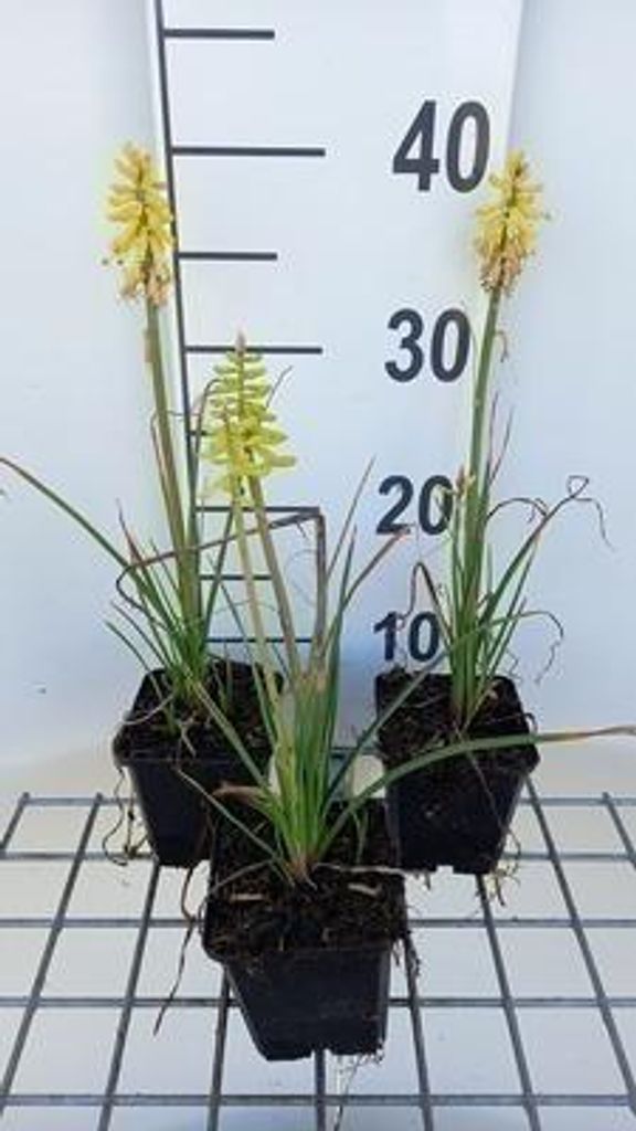 6 x Kniphofia hybr. 'Lemon Popsicle' - Fackellilie - Topf 9 x 9 cm