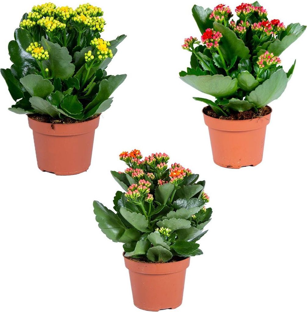Kalanchoe | Gemischt pro 3 Stück - Outdoor und Zimmerpflanzen im Anzuchttopf cm12 cm - -3025-30 cm