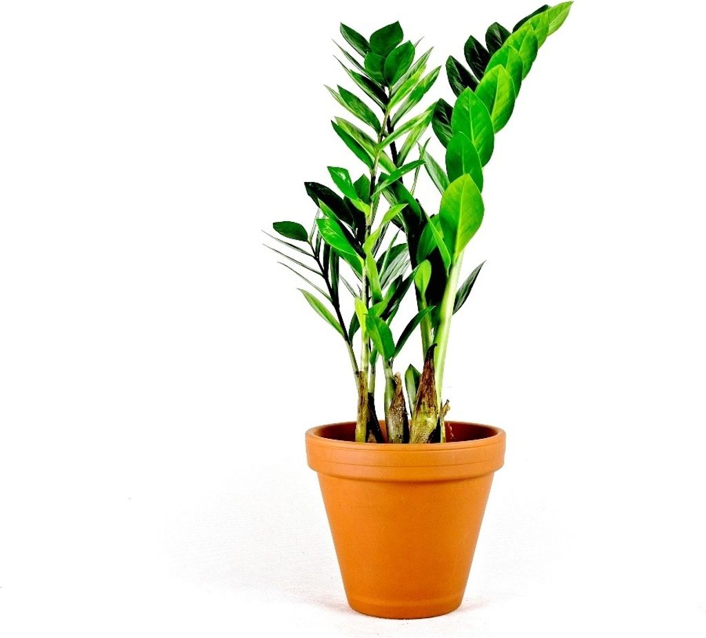 Gardners Zamioculcas zamiifolia, průměr 12 cm Obrázek produktu 