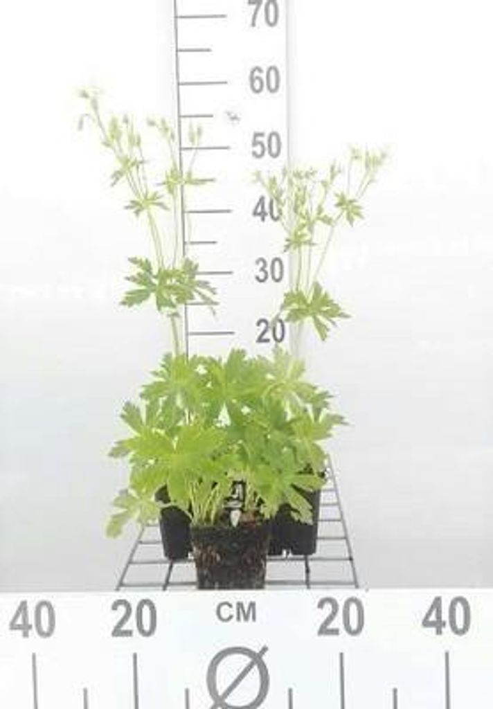6 x Geranium macul. 'Album' - Storchenschnabel - Topf 9 x 9 cm
