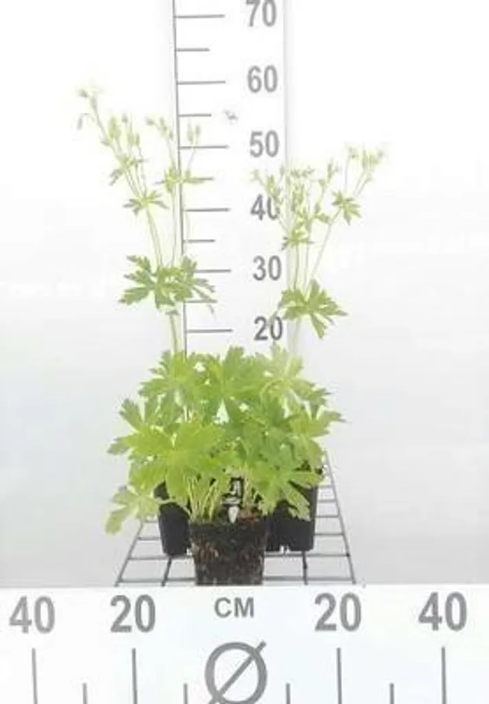 Geranium maculatum Album pour massifs d'ombre - Lot de 6 pots 9cm