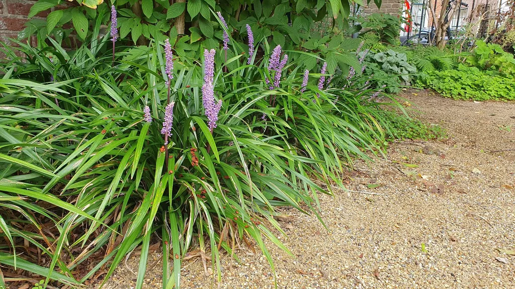 Liriope muscari Ingwersen persistant et rustique - Lot de 6 plants