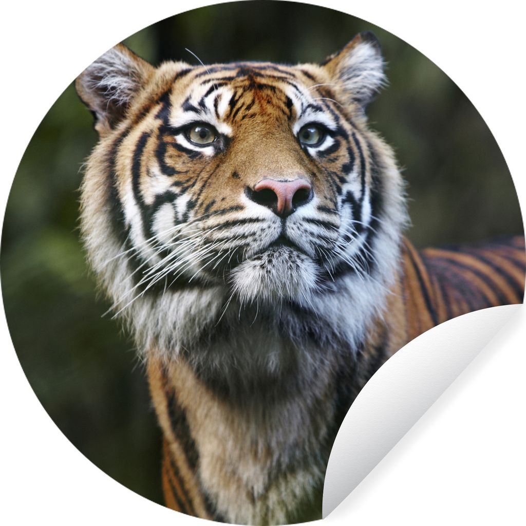 MuchoWow Runde Wandtattoo - Wandsticker Tapete Aufkleber Porträt eines Sumatra-Tigers Ø 30 cm Selbstklebend und Repositionierbar - Wandaufklebe...