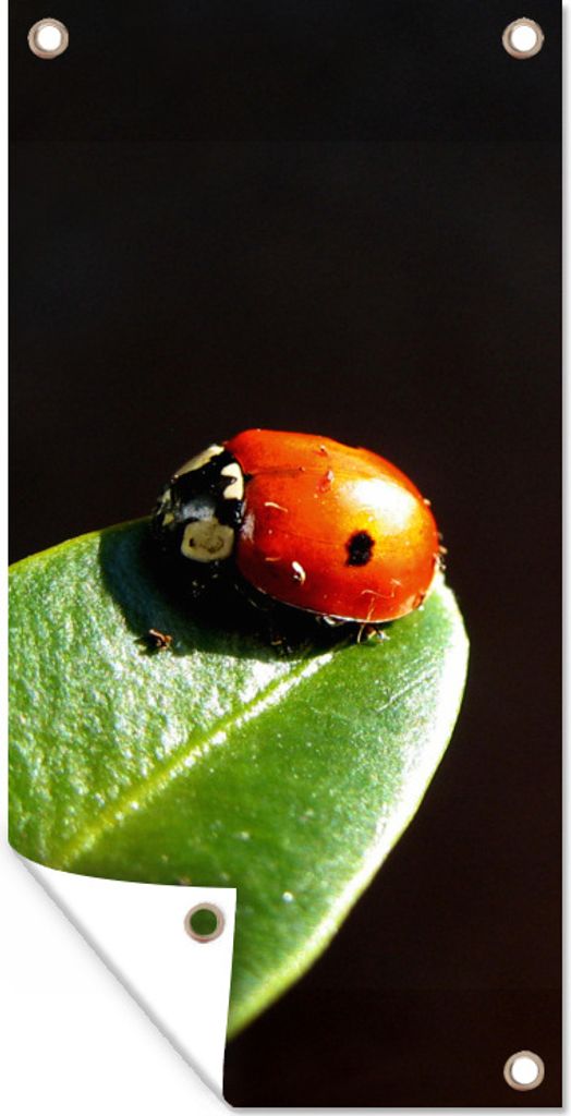 MuchoWow 30x60 cm Outdoor-Poster Gartendeko Sichtschutz Garten Poster für den Garten Marienkäfer Blatt schwarzer Hintergrund