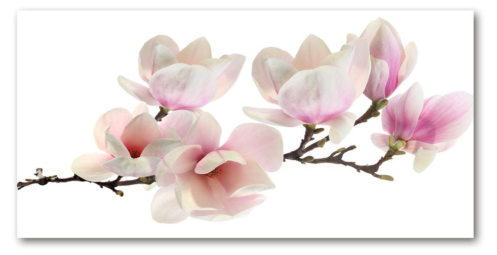 Tulup Küchenrückwand Spritzschutz aus Glas -100x50 -Spritzschutz auf gehärtetes GlasDeko Blumen & Pflanzen Magnolie