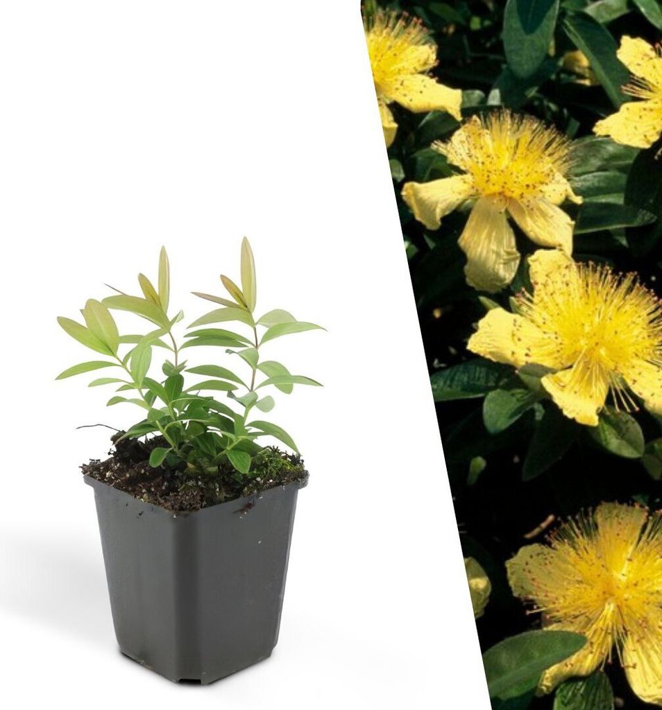 Plants by Frank | 48 Johanniskraut Pflanzen | Hypericum Produktbild 