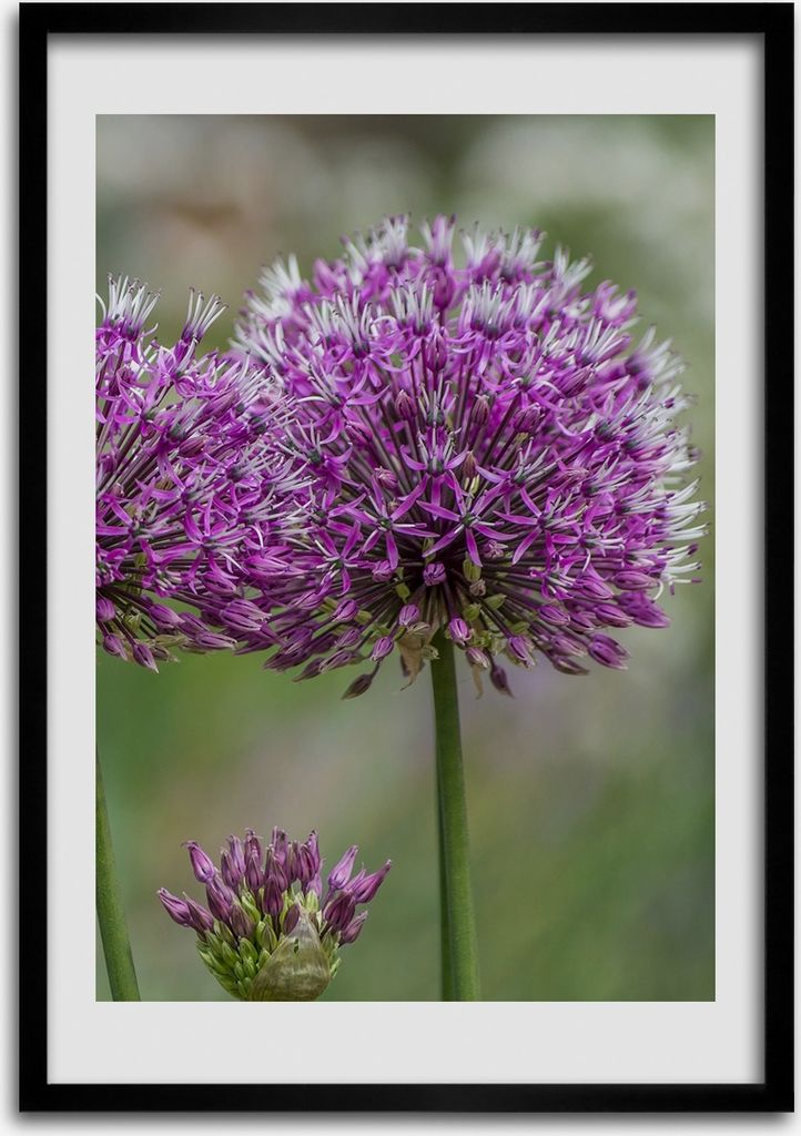 Bild - Bilderrahmen - 50 cm x 70 cm - MDF - Rahmen - Wandkunst Knoblauch Blumen
