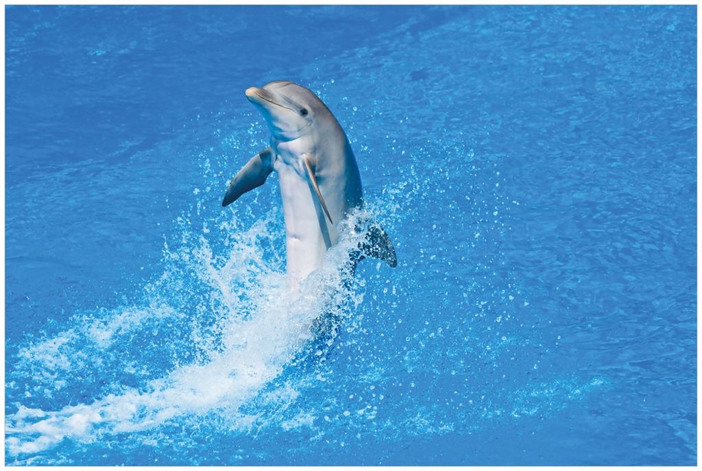 Wallario Premium Glasbild, freischwebende Optik, kräftige Farben, Größe 90 x 60 cm Motiv Fröhlicher Delfin im blauen Wasser